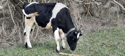 Корова стельная, бычок - фотография № 3