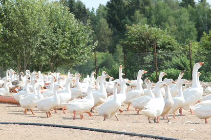 Фермерский гусь к новогоднему столу