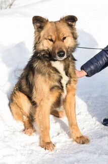 Метис немецкой овчарки спокойный пушистый умница