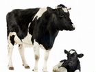 Ветеринар.Искусственное осеменение коров.узи коров