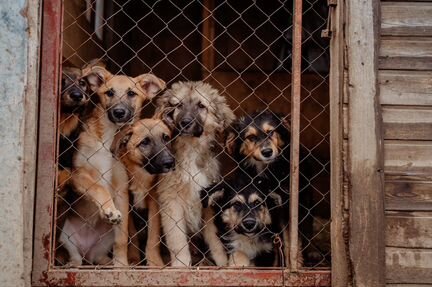 Щенок в добрые руки