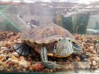 Черепаха с аквариумом и кормом