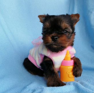 Новогодние подарки