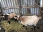 Нубийские коза и козел