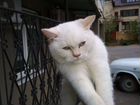 Нашлась кошка белая голубоглазая красивая объявление продам