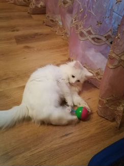 Турецкая ангора