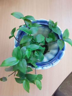 Бегония, традесканция