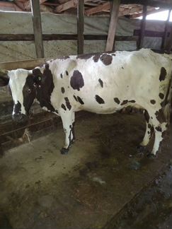 Коровы дойные молочные - фотография № 3