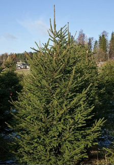 Живая Русская ель 192-193см
