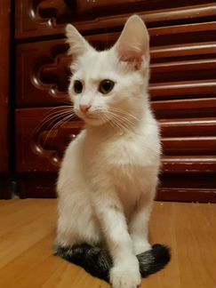 Котенок девочка 3 месяца