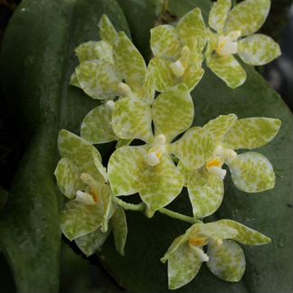 Орхидея Гигантея