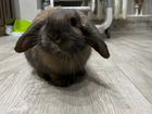 Кролик вязка