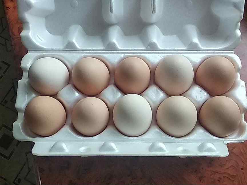 Яйца купить ставрополь. Категории яиц. Яйца домашние фото куриные. Сон яйца покупать30шт. Форма для яиц купить в Смоленске адреса.