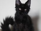 Кот мейн-кун черный солидный, 4 мес