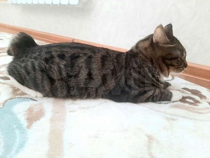 Курильский бобтейл кошка. Курильский барнаул. Персидский бобтейл. Курильский бобтейл длинношерстный. Курильский барнаул.