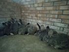 Кролики шиншиллы