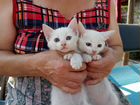 Белоснежные голубоглазые мальчики котята