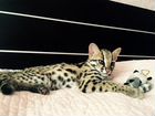 Азиатский леопардовый кот