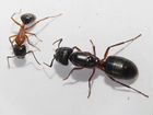 Муравьи Camponotus herculeanus