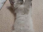 Невский маскарадный котик, 3 месяца