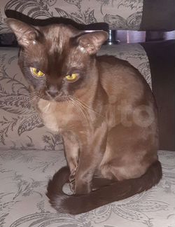 Вязка бурманский кот