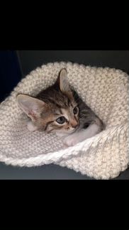 Котенок в добрые руки