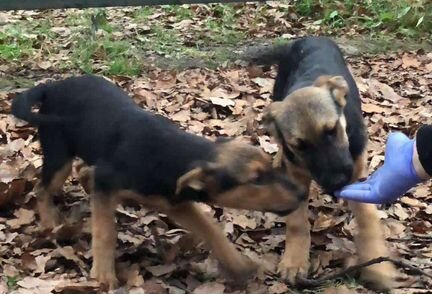 Щенки овчарки (метисы)