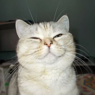 Кошка- компаньон