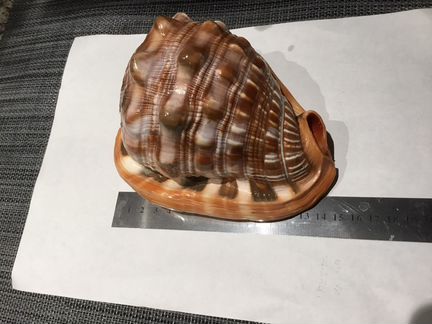 Морская раковина