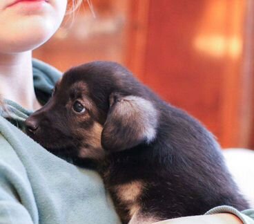 Мальчик-зайчик ищет дом