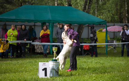 Хендлер, Дрессировка, Кинолог
