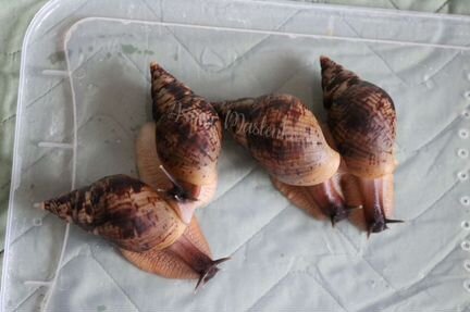 Ахатина ретикулята