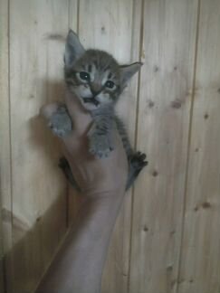 Котята Саванна ф5