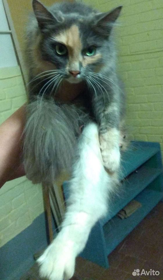 Кошка