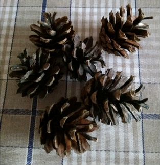 Шишки и орехи для поделок