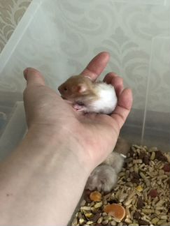 Сирийские хомячки