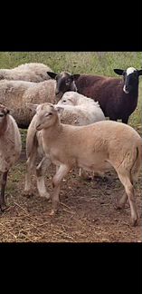 Катумские овцы бараны - фотография № 4