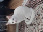 Белый котенок бесплатно объявление продам