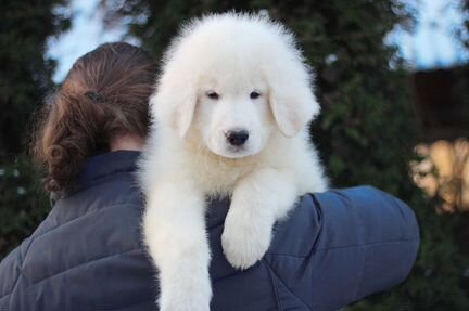 Маремма Миросвет Грэйт