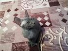 Котенок донской сфинкс объявление продам