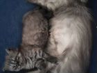 Персидская кошка цвет шиншила объявление продам