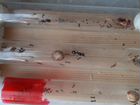 Матка с расплодом/колония, муравьи жнецы