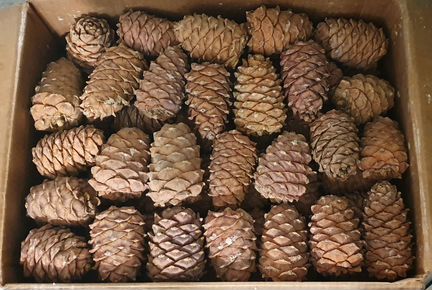 Шишка кедра сибирского отборная