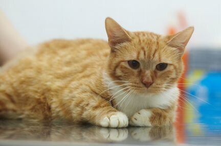 Уличный кот по кличке Боб