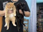 Шикарные плюшевые котята крупной породы бесплатно