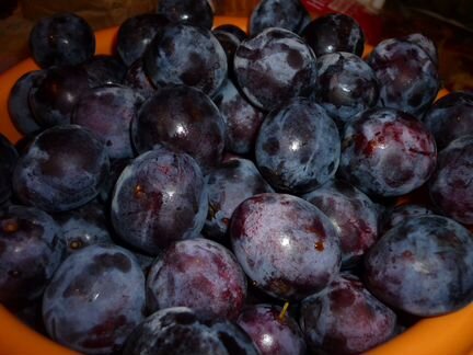 Саженцы сливы