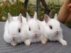 Карликовые кролики