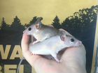 Мышь иглистая (Акомис) объявление продам