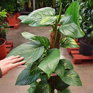 Эпипремнум