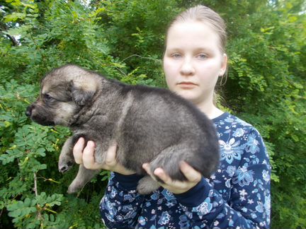 Щенки восточноевропейской овчарки с род.РКФ